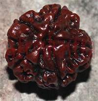 5 mukhi 153- 20mm